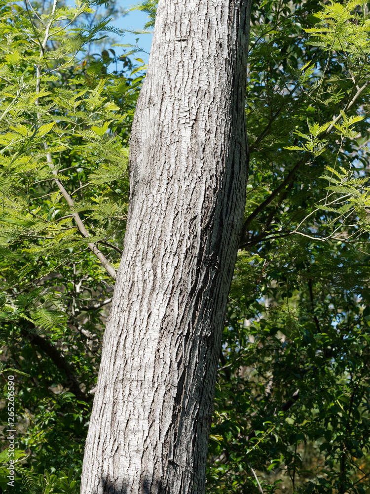 Fototapeta premium Acacia dealbata - Trunk and white lichen over the bark of silver wattle or mimosa