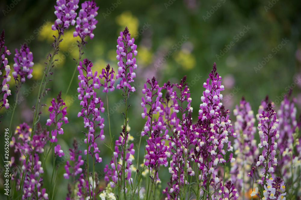 Obraz premium flower