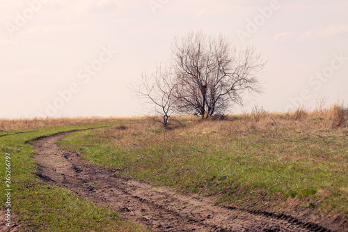 Road and tree on the horizon. Autumn or spring landscape. The background of nature.