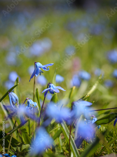 Blue spring flowers (scilla) blooming in a meadow