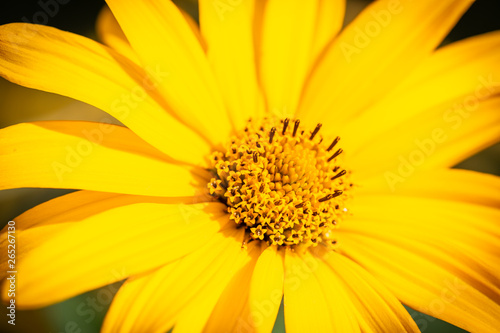 Macro shot yellow flower background