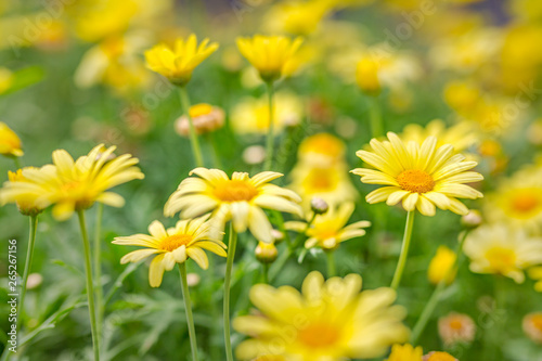 Spring background with beautiful yellow flowers, abstract spring nature © icemanphotos