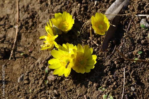 Amur adonis (Pheasant's eye)