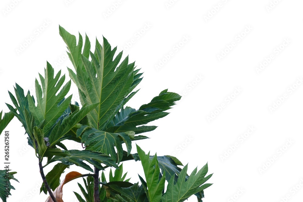 Breadfruit leaves with branches on white isolated background for green foliage backdrop  - obrazy, fototapety, plakaty 