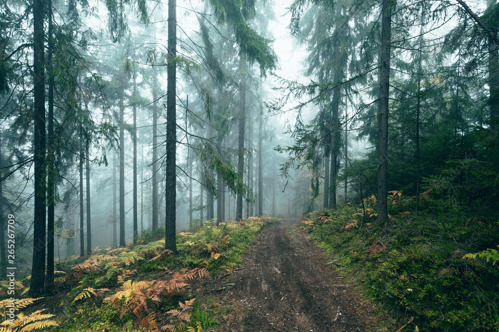 Fototapeta premium Foggy forest path in morning forest.