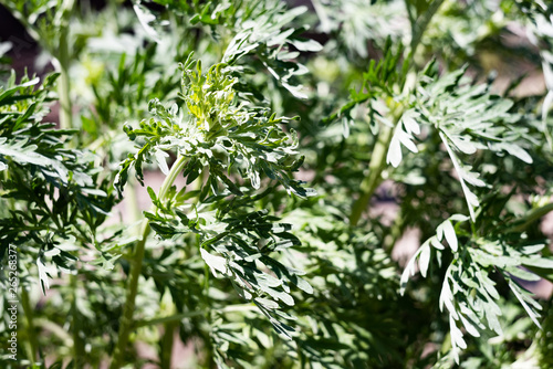 Green plant artemisia absinthium in the bright summer sun