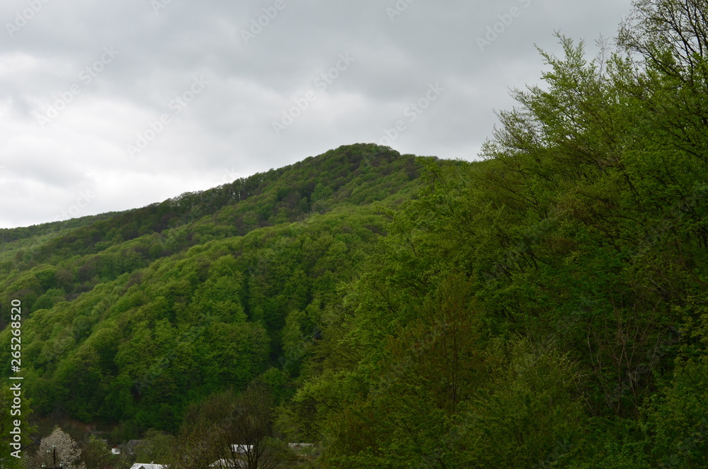 Spring beech forest with fresh light green foliage