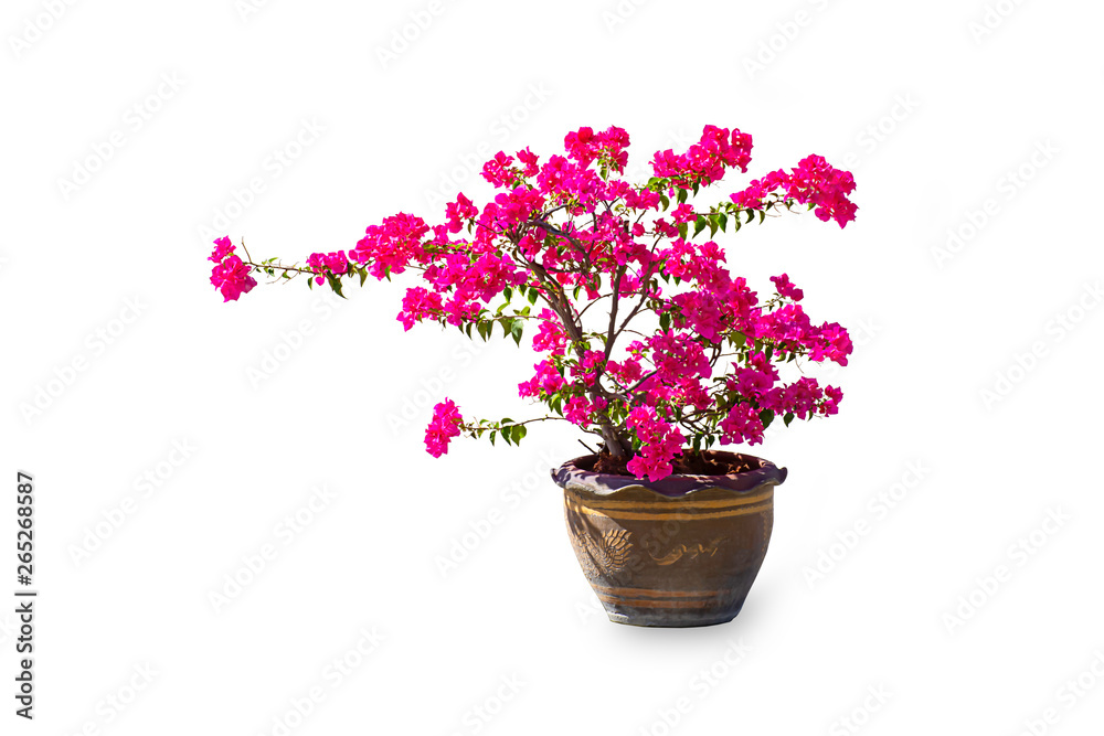 The pink Bougainvillea flowers are in a plant pot made of clay on a white background with clipping path. The pink Bougainvillea flowers are in a plant pot made of clay on a white background with clipping path.