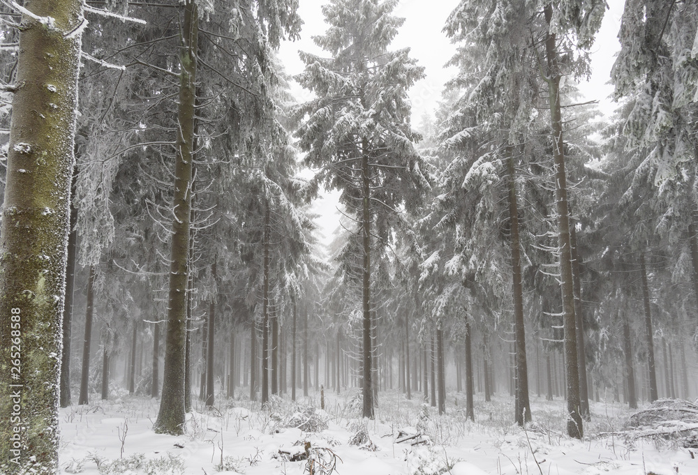 mystischer Winterwald im Nebel mystischer Winterwald im Nebel