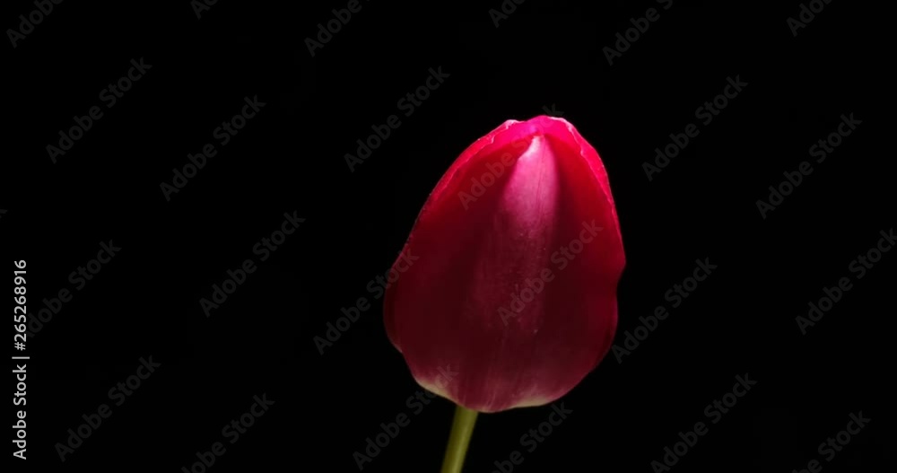 Timelapse of red tulip flower blooming on black background, Timelapse of red tulip flower blooming on black background,