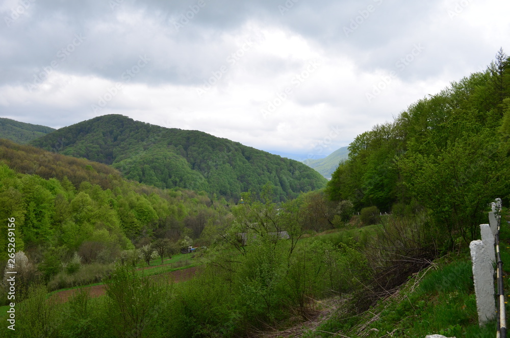 Spring beech forest with fresh light green foliage Spring beech forest with fresh light green foliage