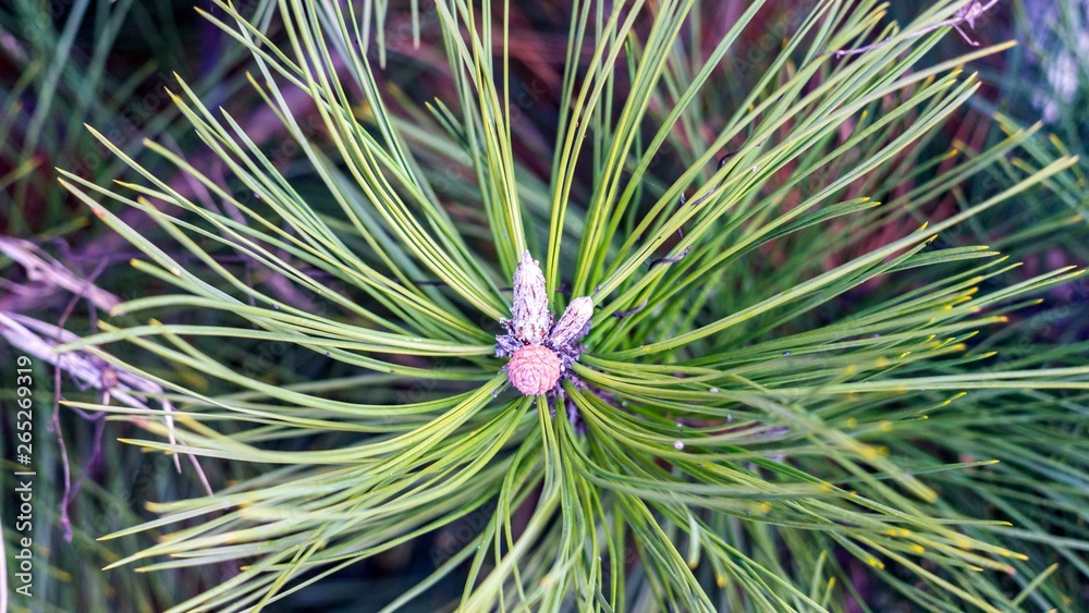 Evergreen tree, bright fir branch with long needles. Sochi, Russia.