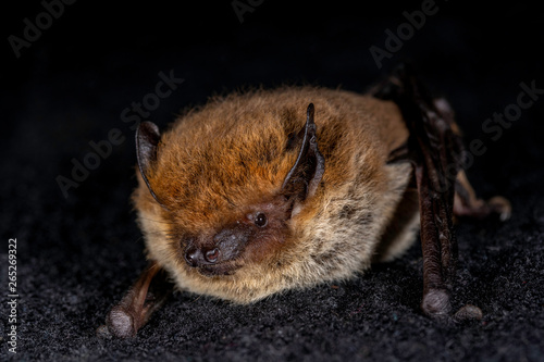 European bat the Kuhl's pipistrelle (Pipistrellus khulii) on a black backround