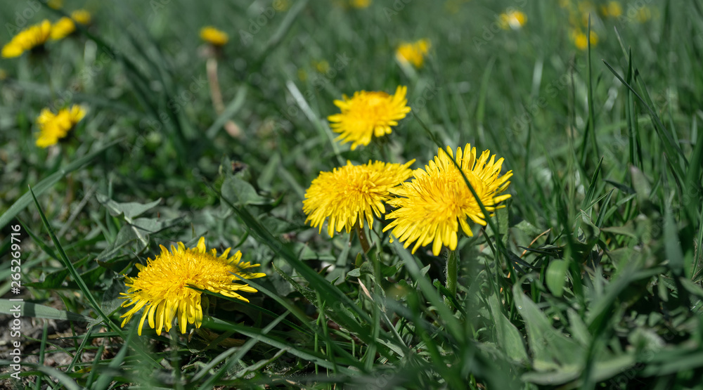 yellow flowers in the garden yellow flowers in the garden