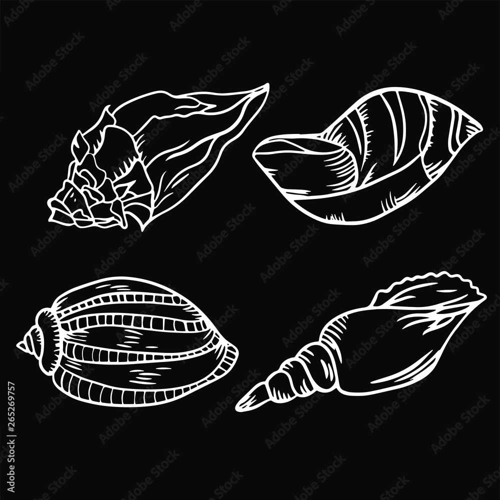 Beautiful seashell line drawing illustration
