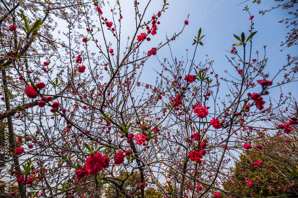 Sakura blossom in Chinese park.