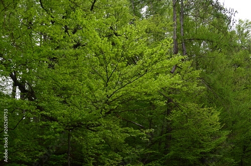 Spring beech forest with fresh light green foliage
