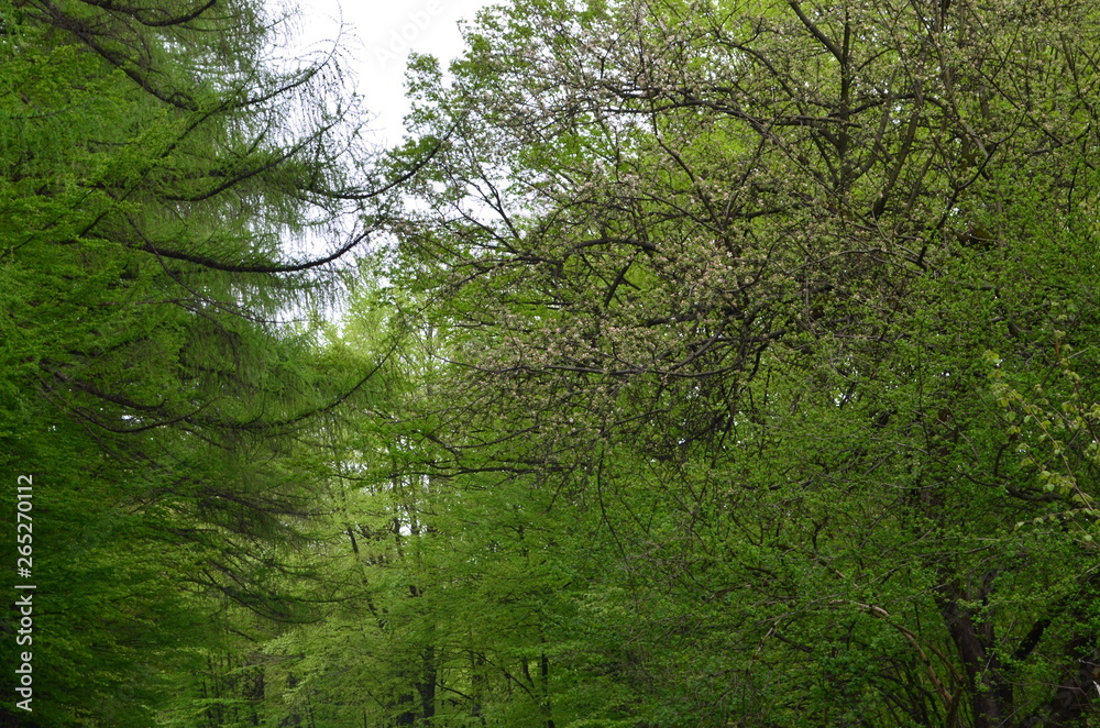 Spring beech forest with fresh light green foliage Spring beech forest with fresh light green foliage
