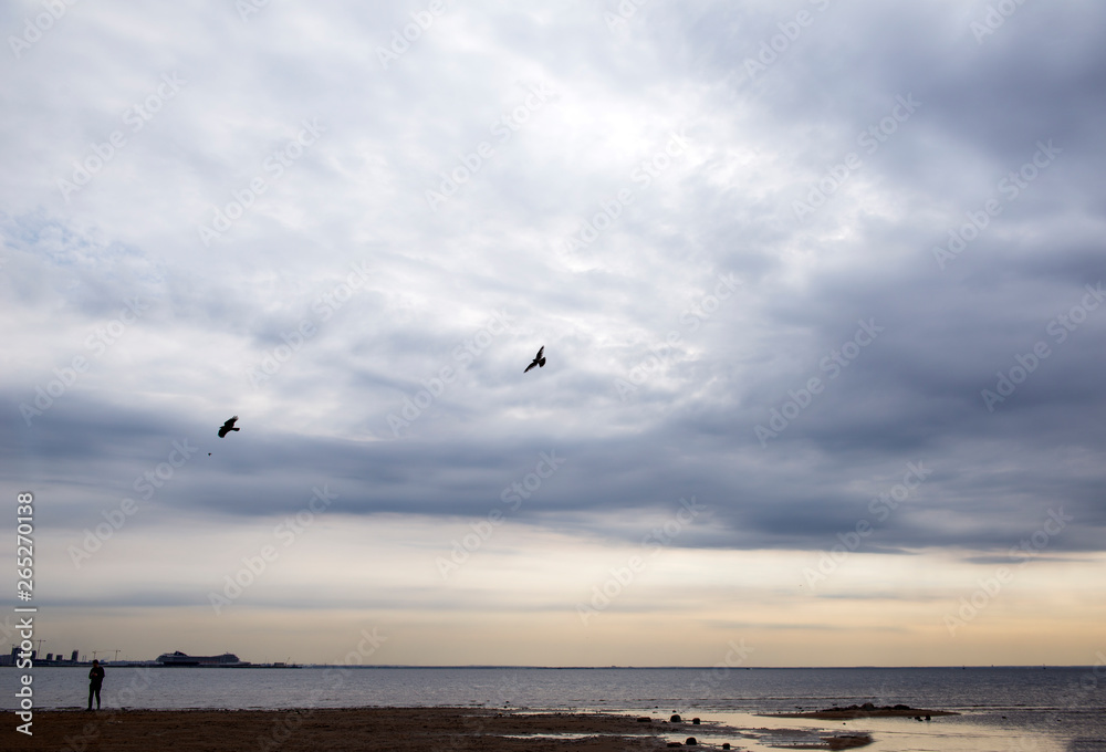 birds in the sky above the beach at sunset, the coast of the Gulf of Finland in St. Petersburg in the evening