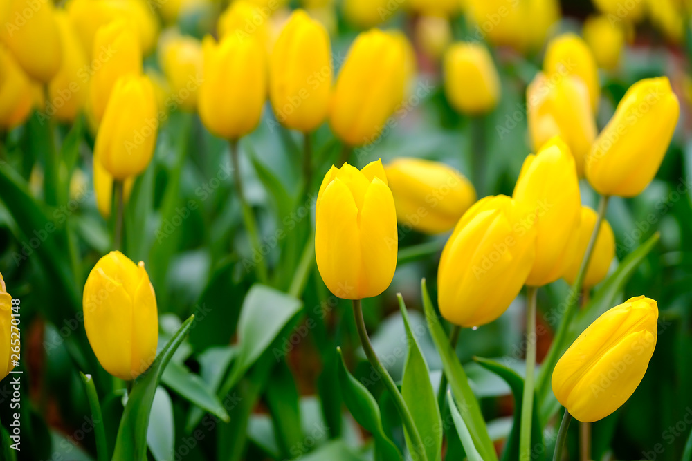 Tulip flower with green leaf background Tulip flower with green leaf background