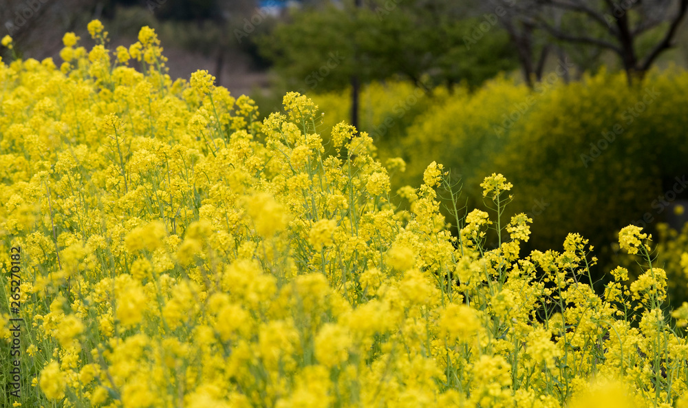 Obraz premium Rape flower