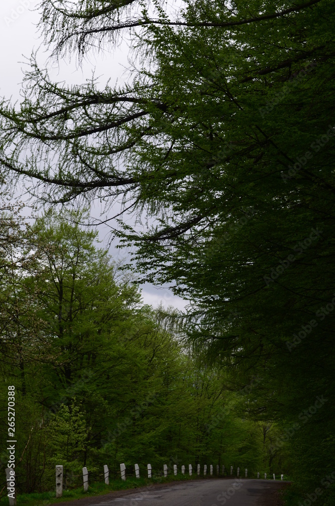 Obraz premium Spring beech forest with fresh light green foliage