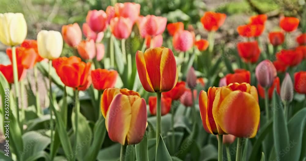 Tulips in a garden isolated with a blurred background