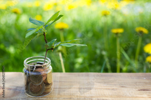 Plant growing on Coins glass jar. Concept money saving coins