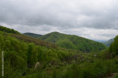 Fototapeta Naklejka Na Ścianę i Meble -  Spring beech forest with fresh light green foliage
