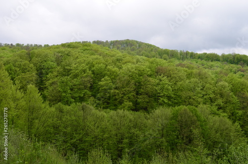 Spring beech forest with fresh light green foliage © maria
