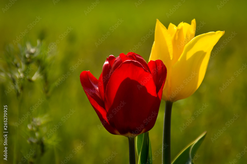 Obraz premium tulip,