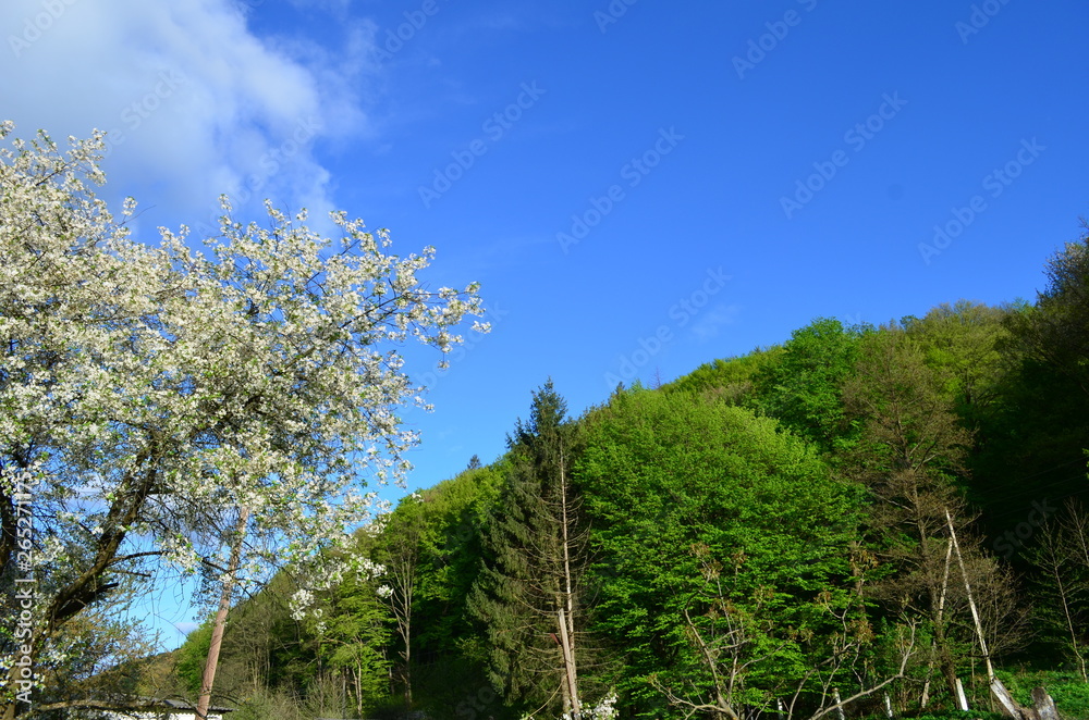 Spring beech forest with fresh light green foliage Spring beech forest with fresh light green foliage