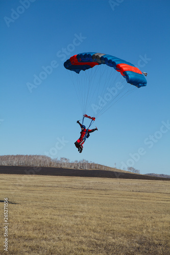 Skydiver flying under the canopy of the parachute is preparing to land on the field.