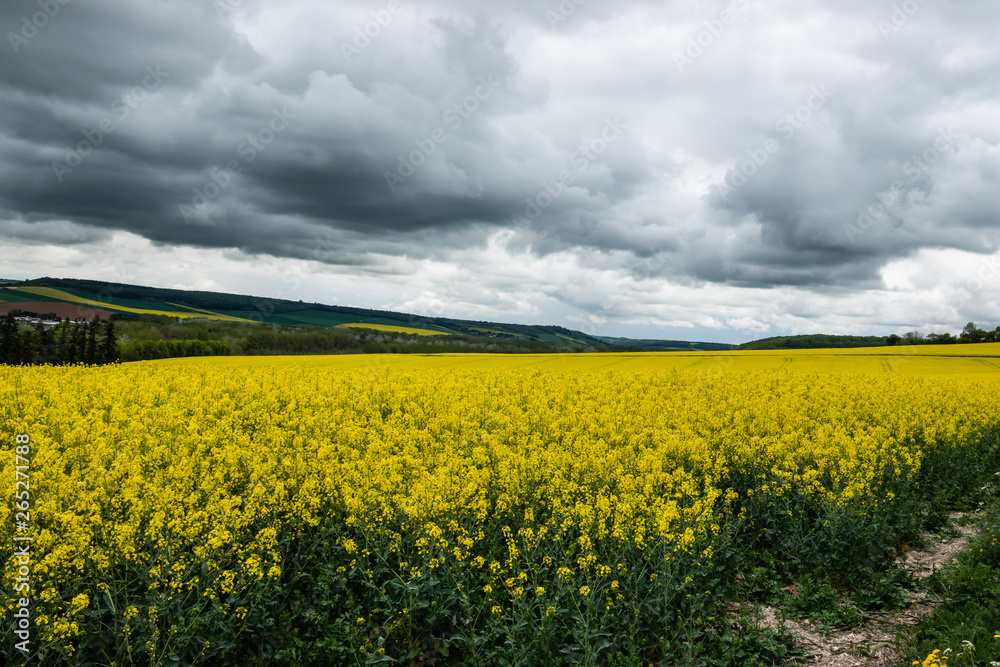Obraz premium Colza Field in Bloom in Springtime
