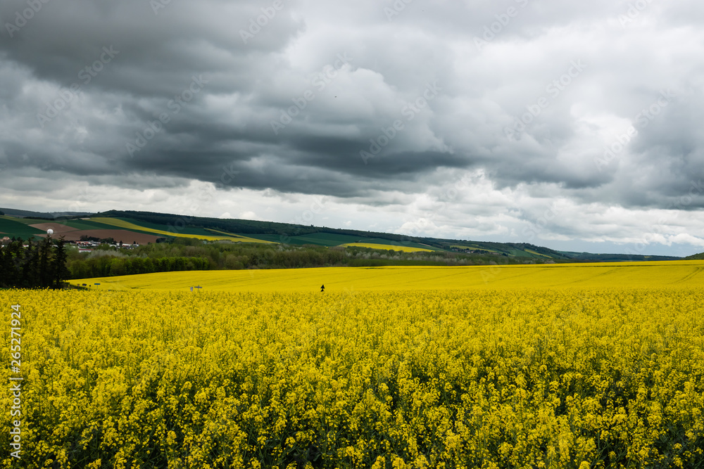 Colza Field in Bloom in Springtime