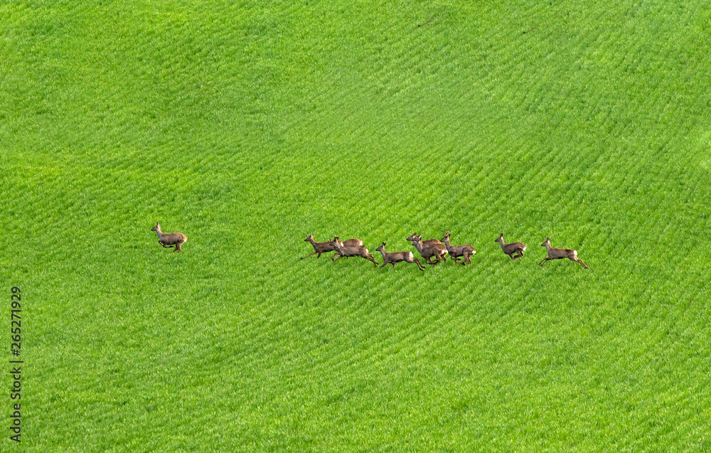 Deer in spring field.