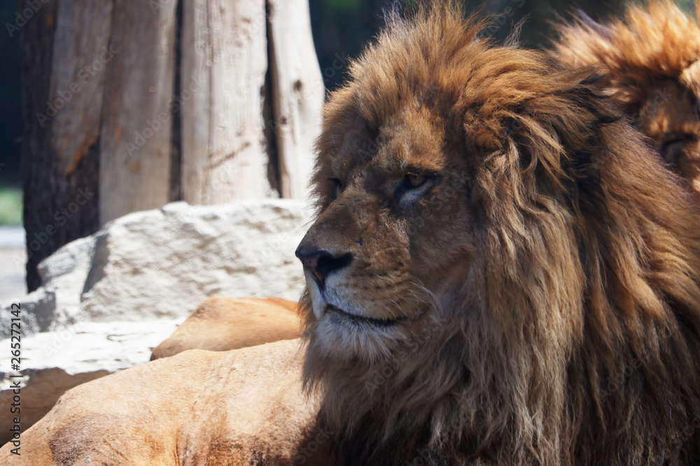 Naklejka premium ライオン