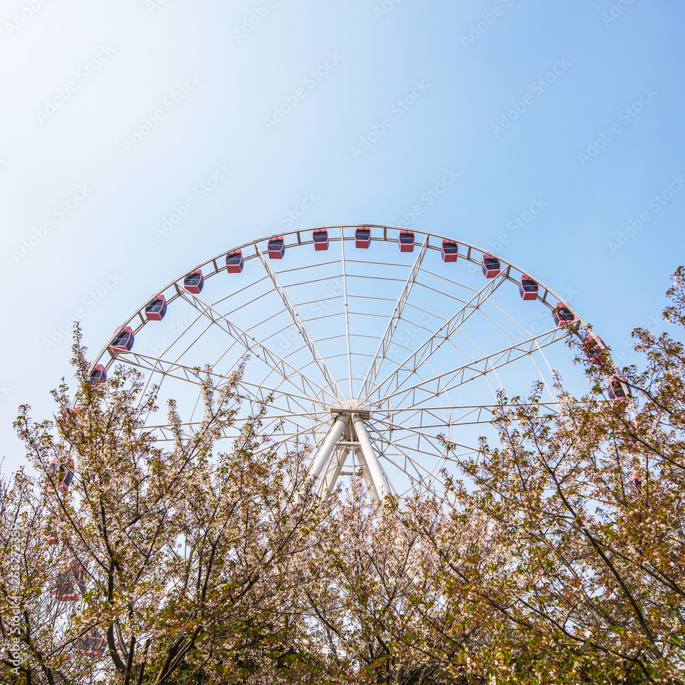 Sakura blossom in Chinese park.