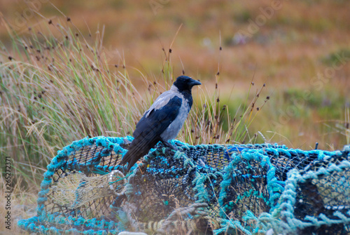 Hooded Crow © Mark Hill