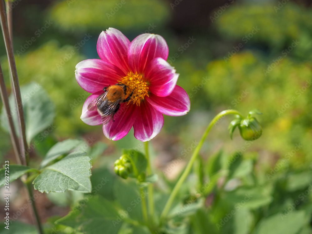 Bumblebee collects nectar from a pink peony flower in the rays of the morning sun Bumblebee collects nectar from a pink peony flower in the rays of the morning sun