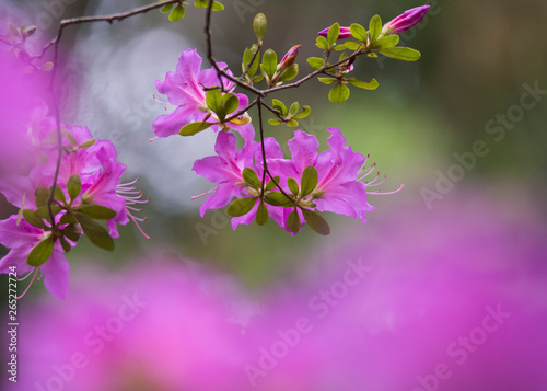 azalea  photo