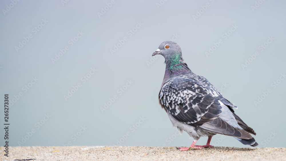 Wild urban pigeon dove