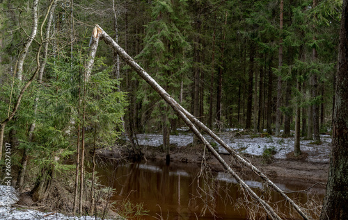 A thin broken tree in an early spring forest next to a river. Ground is covered with snow © Dmitrii