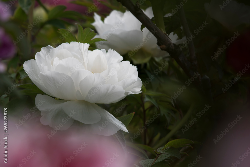 peony peony
