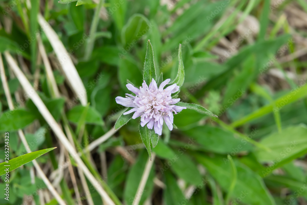 Field Scabious Flowers in Bloom in Springtime Field Scabious Flowers in Bloom in Springtime