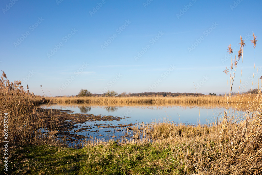 Teich in den Rieselfeldern, Münster, Münsterland, Nordrhein-Westfalen, Deutschland, Europa Teich in den Rieselfeldern, Münster, Münsterland, Nordrhein-Westfalen, Deutschland, Europa