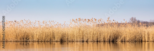 Gewässer mit trockenem Schilf, Rieselfeldern, Münster, Münsterland, Nordrhein-Westfalen, Deutschland, Europa photo