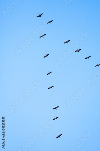 Zugvögel Kraniche Formation am blauen Himmel