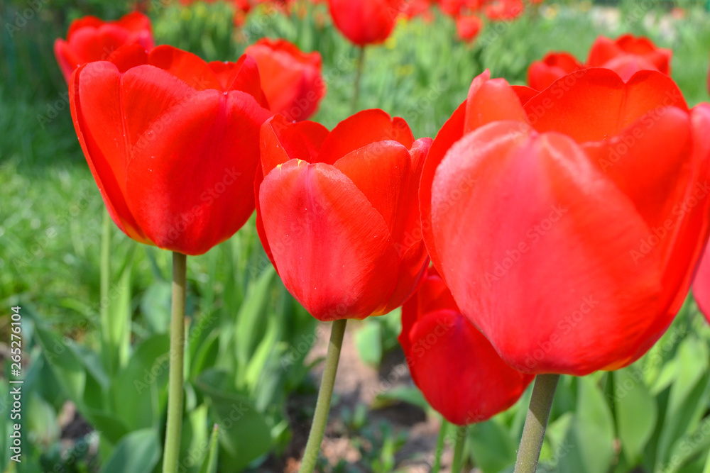 red tulip with in background field of tulips red tulip with in background field of tulips