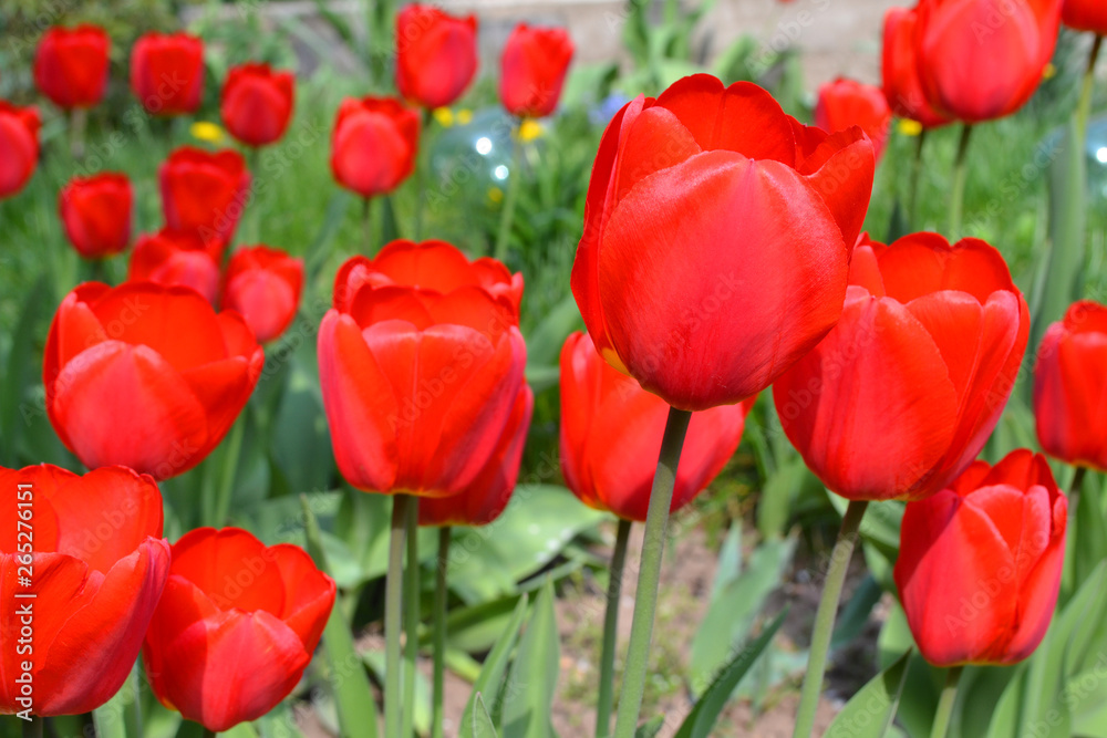 Fresh red tulip flowers in the garden in sunny day Fresh red tulip flowers in the garden in sunny day